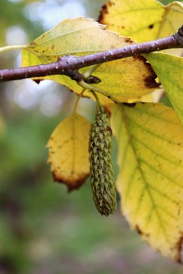 Betula papyrifera - bříza papírová - listy podzimní